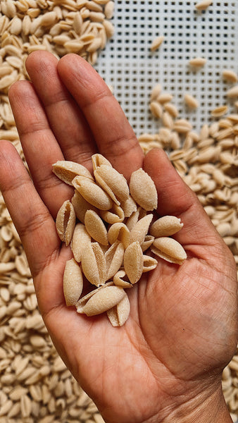 Black Wheat Cavatelli - (Bronze die extruded- dried)